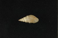 藏品(瘤蜷)的圖片